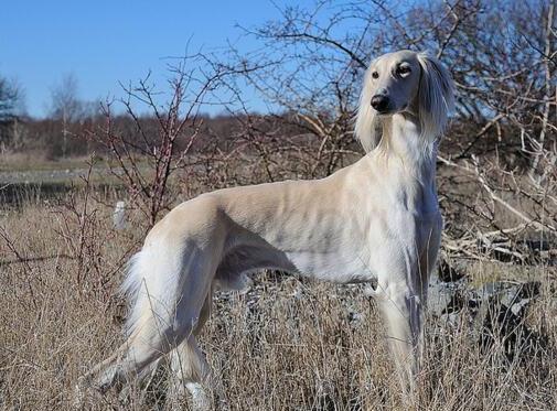 萨路基猎犬最多能长多大,沙漠犬是哪个国家的犬