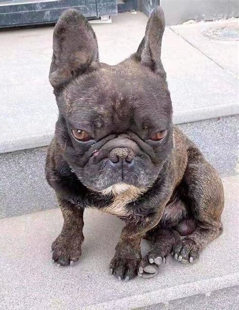 怎么养一个多月的法斗狗