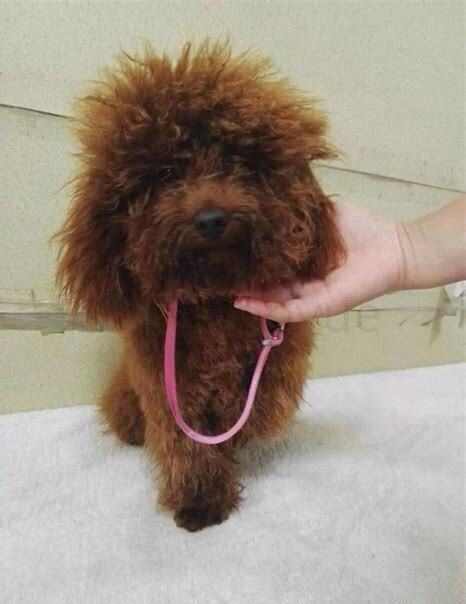 泰迪犬2个月怎么养比较好 泰迪犬2个月怎么养比较好