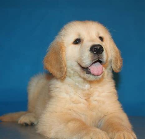 金毛犬幼崽怎么养活