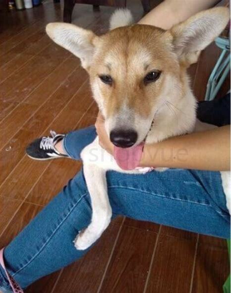 三个月狗狗怎么养胖