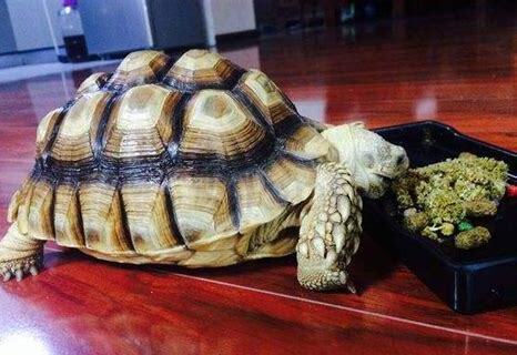 豹纹陆龟怎么养白