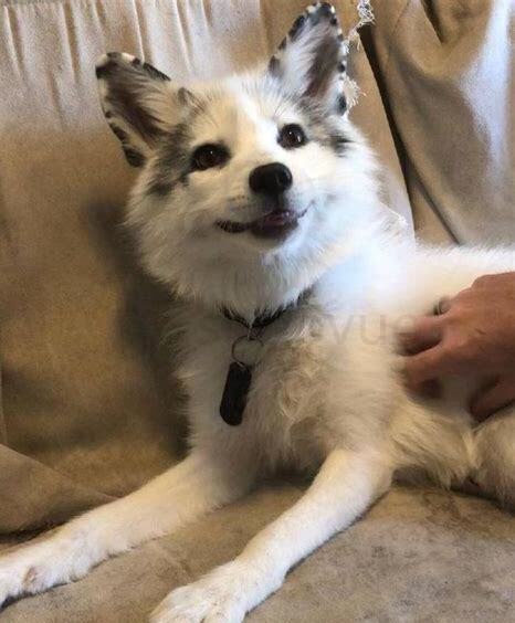 狐狸应该怎么养活