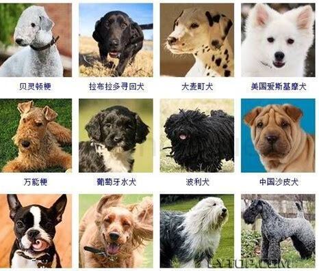 2个月的狗狗怎么养不得细小