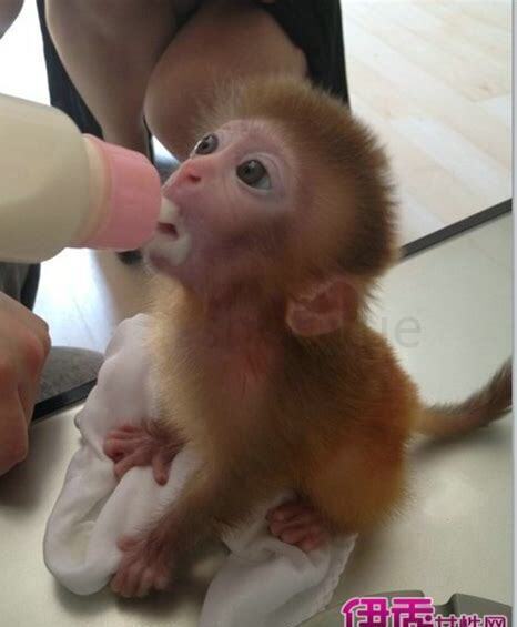 怎么可以养猴子
