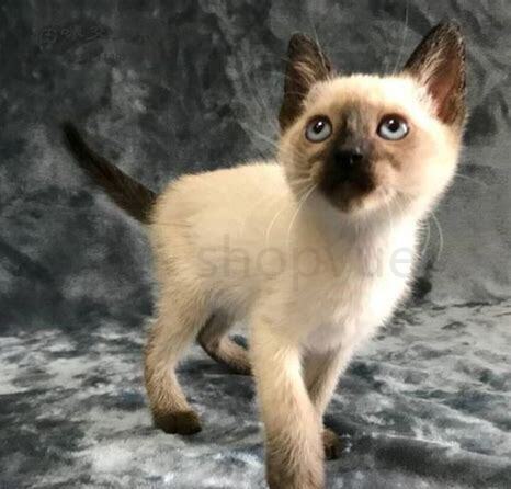 泰国御猫怎么养