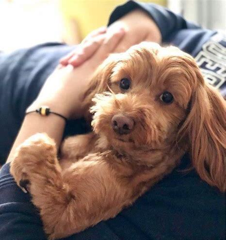 八个月的泰迪怎么养