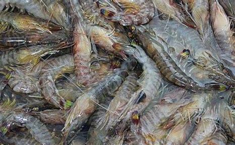 淡水观赏虾怎么养