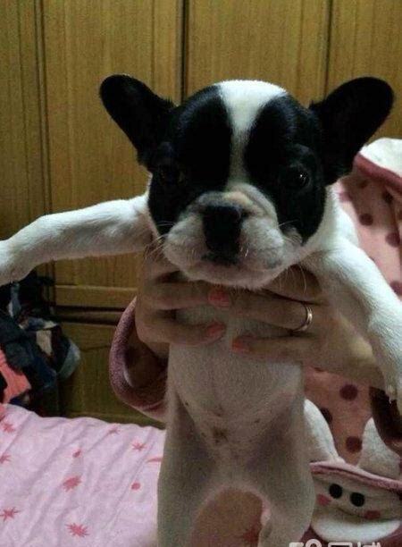 三个月的法牛好养吗