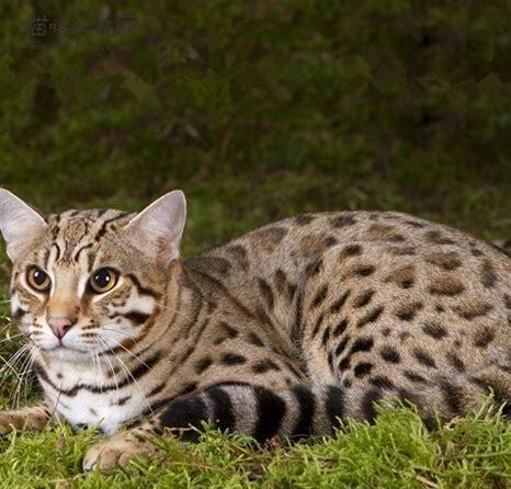 虎猫家养 虎猫家养