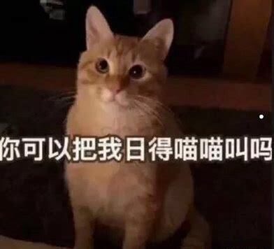 三个月奶猫怎么养 三个月奶猫怎么养