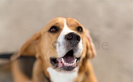 比格猎犬怎么养最好