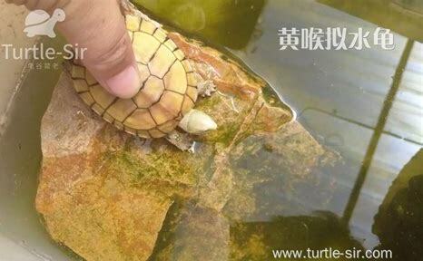 黄喉拟水龟怎么养黄