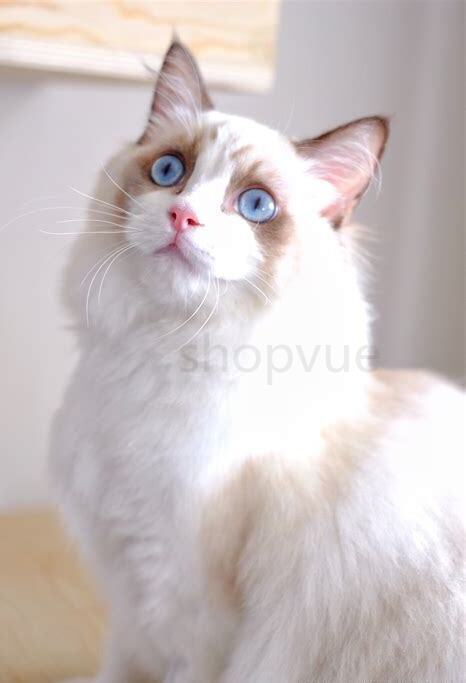 三个月的布偶猫怎么养胖