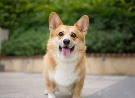 五个月的柯基犬