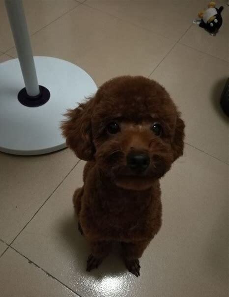 三个多月的泰迪怎么养活