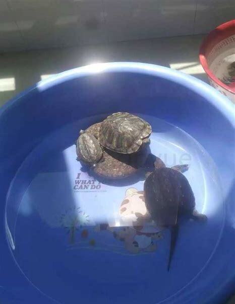 5厘米鳄龟怎么养的