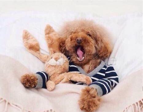 一个月泰迪犬如何养比较好,一个月泰迪犬怎么养