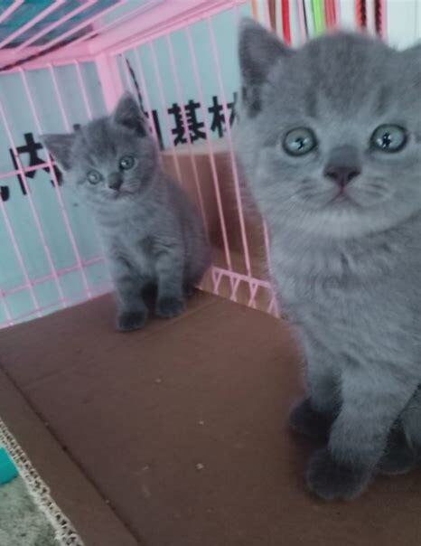 一个月的蓝猫怎么养