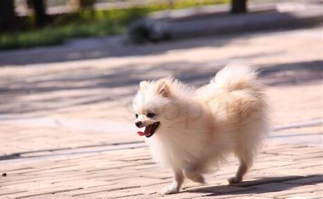 茶杯博美犬怎么养才好