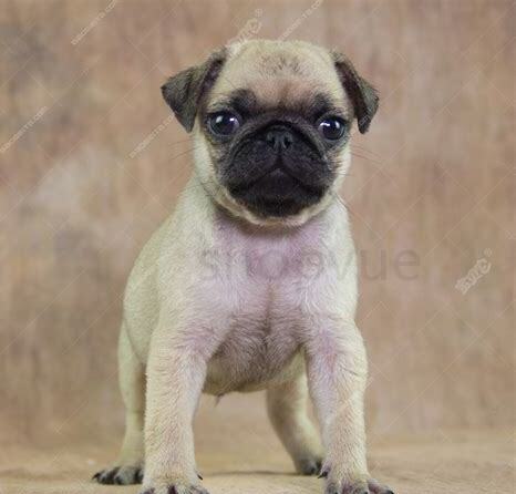 巴哥犬两个月怎么养比较好