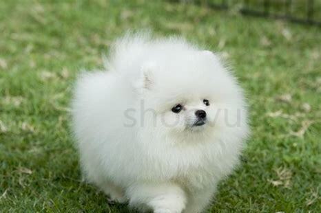 小博美犬怎么养