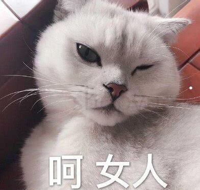 二个月猫咪怎么养