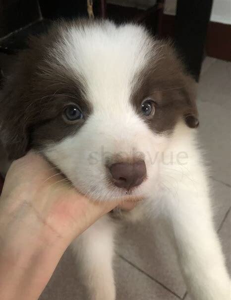 边牧两个月怎么养最好