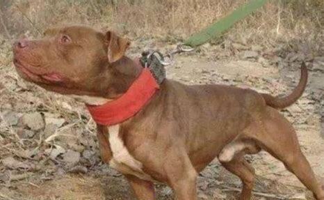 比特犬要怎么养才能养活