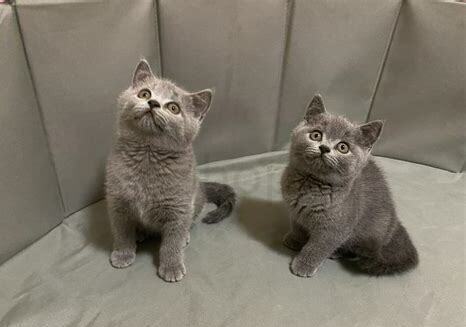 4个月的猫如何养肥,4个月的猫怎么养