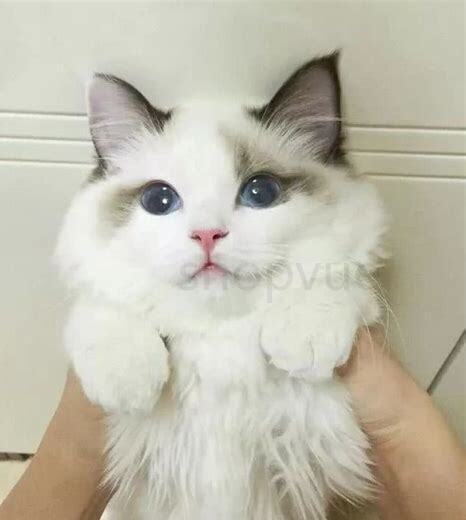 泰国御猫怎么养活