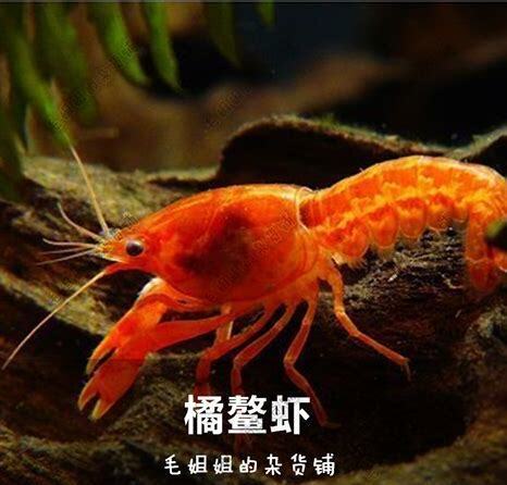 观赏鳌虾怎么养可以养好