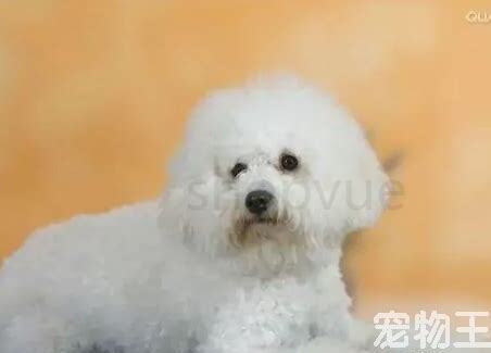 小鹿幼犬怎么养活