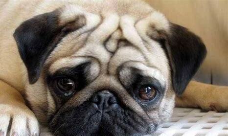 三个月巴哥犬怎么喂