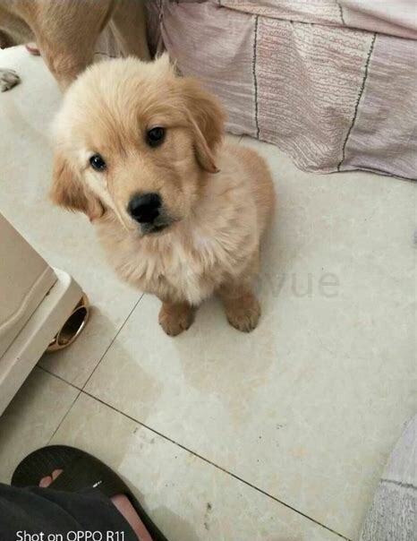 两个月小金毛怎么养