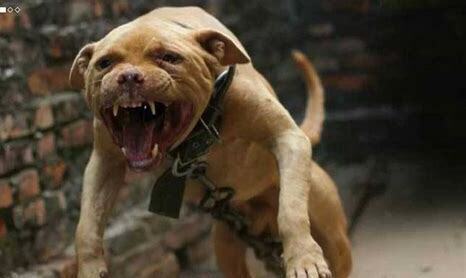 比特犬要怎么养