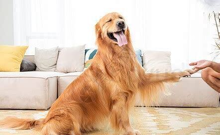 金毛犬要怎么养