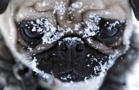 巴哥犬两个月怎么养