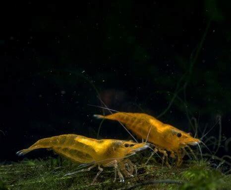 宠物鳌虾怎么养殖