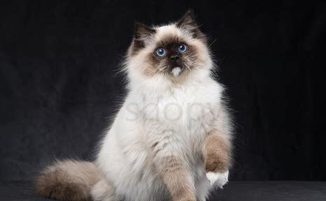 怎么养好布偶猫呢