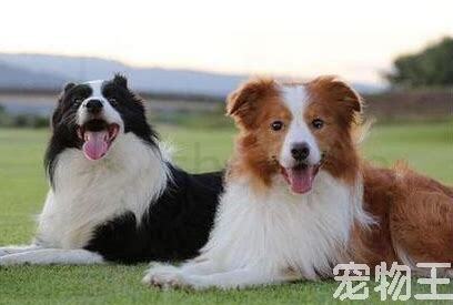 40天的边牧怎么养最好 40天的边牧怎么养最好