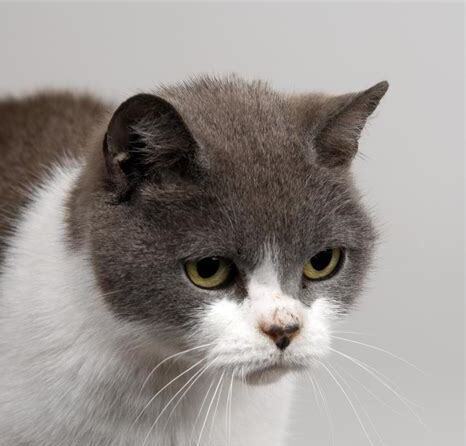 小猫刚到家怎么养好