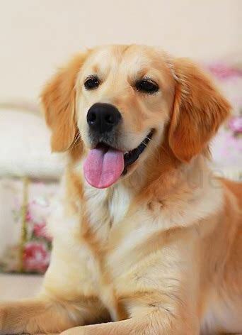 在农村怎么养金毛犬