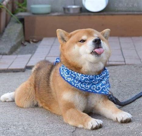 狗狗怎么养才会胖 狗狗怎么养才会胖