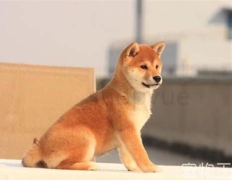 日本人怎么养柴犬