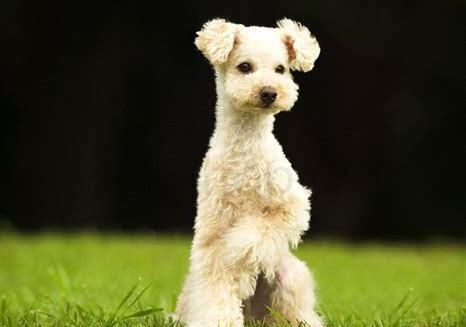 迷你贵宾犬怎么养
