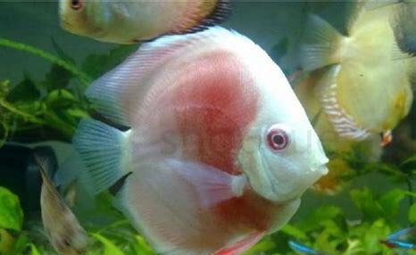怎么养海水观赏鱼