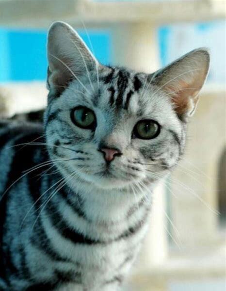 怎么养好美国短毛猫