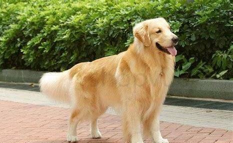 九个月金毛犬怎么养比较好