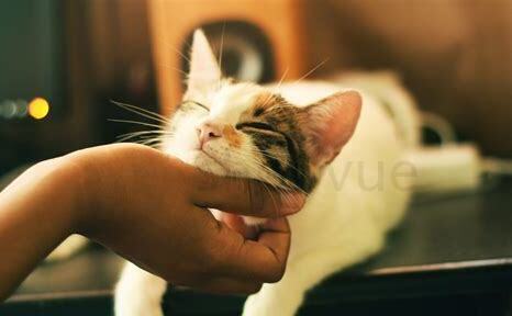 哪些猫咪比较粘人，粘人的猫品种